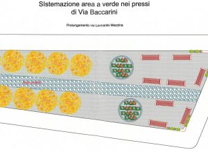 area baccarini poli