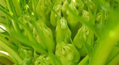 Cicoria puntarelle molfettese Igp: funzionari del Ministero dell'Agricoltura ...
