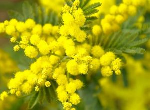 mimose