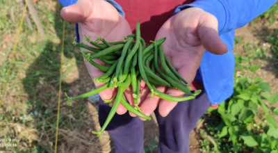 Progetto Colto e mangiato: domani la festa di chiusura