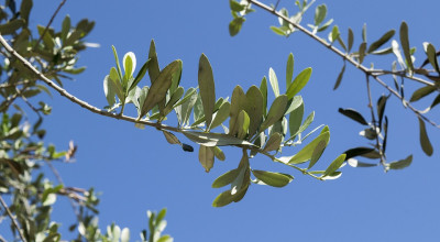 Buona Domenica delle Palme