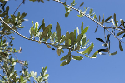 Buona Domenica delle Palme