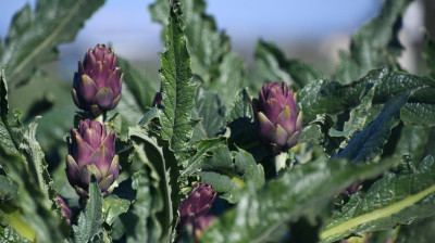 XI International Symposium on Artichoke. Da martedì 18 aprile a Molfet...