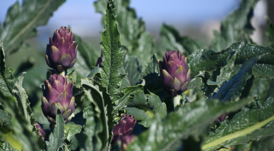 XI International Symposium on Artichoke. Da martedì 18 aprile a Molfet...