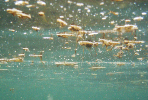 Alga Tossica in località prima cala. I risultati dei campionamenti