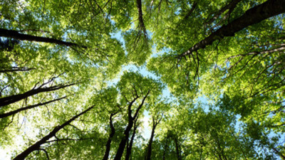 Verde pubblico: trattamenti antiparassitari di alberature e siepi