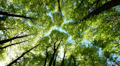 Verde pubblico: trattamenti antiparassitari di alberature e siepi