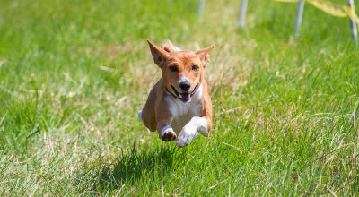 Il cane è un mondo meraviglioso. In riva al mare dimostrazione di agil...