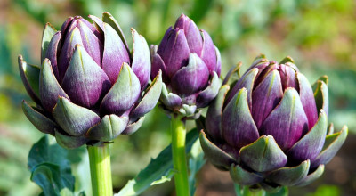 Artichoke 2023. A Molfetta il simposio internazionale sull’innovazione ...