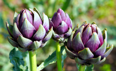 Artichoke 2023. A Molfetta il simposio internazionale sull’innovazione ...