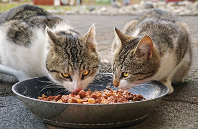 Cibo in abbondanza agli ospiti delle colonie feline. C’è l&rsquo...