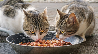 Cibo in abbondanza agli ospiti delle colonie feline. C’è l&rsquo...