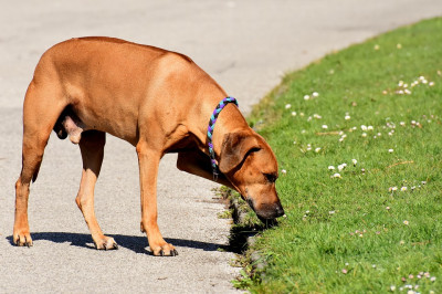 Dog Park. Pubblicata la gara per la realizzazione dello sgambatoio nelle zone...