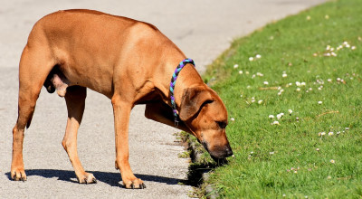 Dog Park. Pubblicata la gara per la realizzazione dello sgambatoio nelle zone...