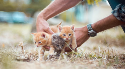 Colonie feline nelle sedi dell’Istituto comprensivo Manzoni-Poli. Sigla...