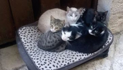 gatti gatti