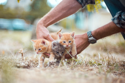 Colonie feline nelle sedi dell’Istituto comprensivo Manzoni-Poli. Sigla...