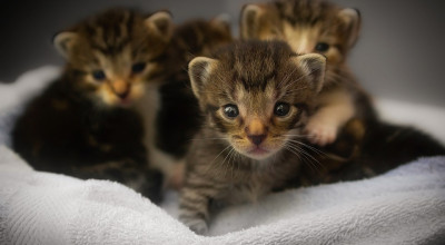 Gestione dell'Oasi Felina del Comune di Molfetta. Pubblicato il Disciplinare