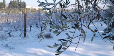 Richiesti fondi per gli agricoltori molfettesi danneggiati dalle gelate 2018