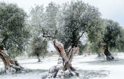 Ristori al mondo agricolo: in liquidazione il saldo per le calamità at...