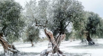 Ristori al mondo agricolo: in liquidazione il saldo per le calamità at...