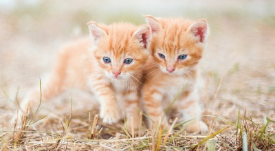 Dare, dire, gatto: al via la raccolta permanente di cibo per i gatti delle co...