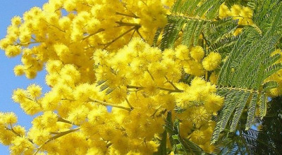 Tre appuntamenti per celebrare l'8 marzo