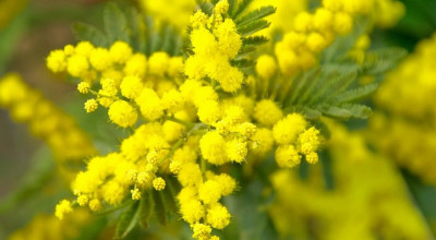 mimose