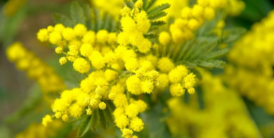 mimose