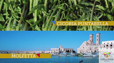 molfetta cicoria molfetta cicoria