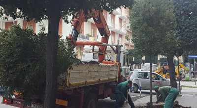 nuovi alberi al viale