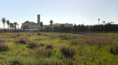 Molfetta si tinge di verde. Cominciati gli interventi di riforestazione urbana