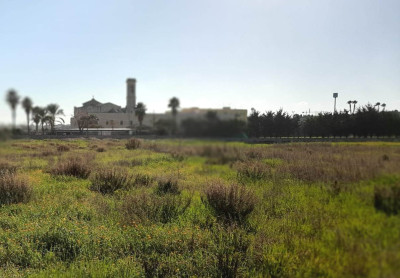 Molfetta si tinge di verde. Cominciati gli interventi di riforestazione urbana