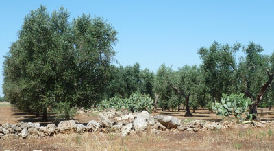 Monitoraggio 2021 sulla presenza della Xylella nell’agro molfettese