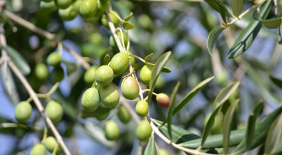 Una task force per contrastare i furti di olive nelle campagne