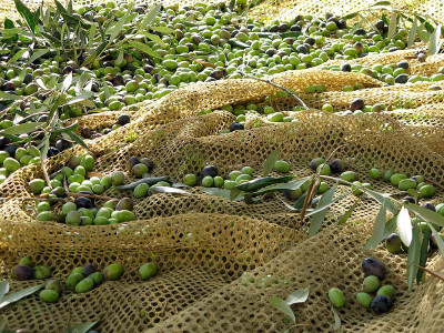 olive olive