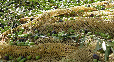 olive