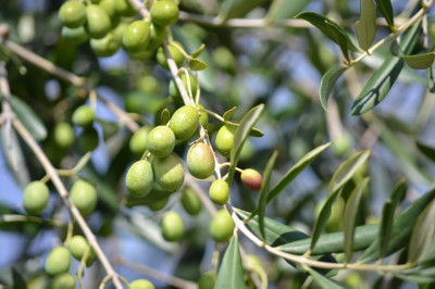 Una task force per contrastare i furti di olive nelle campagne