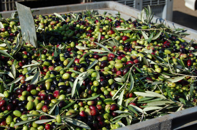 olive olive