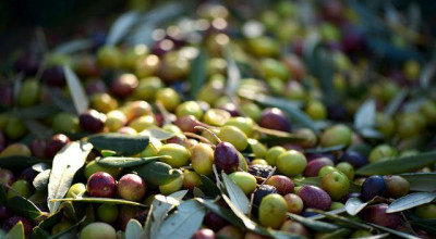 Fiera dell'agricoltura di Sammichele di Bari. Aperte le adesioni per i produt...