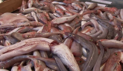 pesce pesce