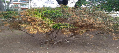 Alberi a rischio crollo in villa comunale. Operai al lavoro