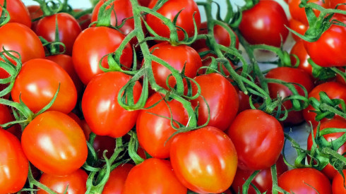 L’Agricoltura del futuro in Puglia. Scienziati a simposio nel museo diocesano