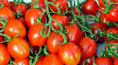 L’Agricoltura del futuro in Puglia. Scienziati a simposio nel museo dio...