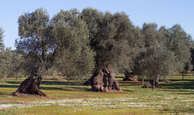 Monitoraggio sulla presenza della Xylella nell’agro molfettese