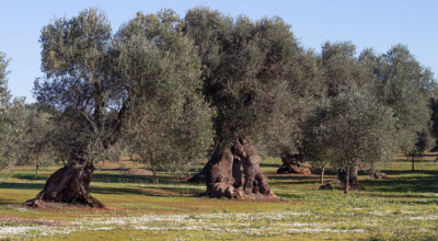 Monitoraggio sulla presenza della Xylella nell’agro molfettese