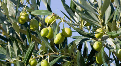 Anche a Molfetta il monitoraggio sulla presenza della Xylella