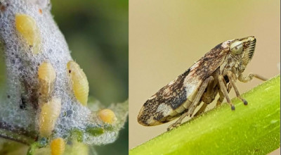 Xylella fastidiosa. Misure di contenimento e prevenzione 2021